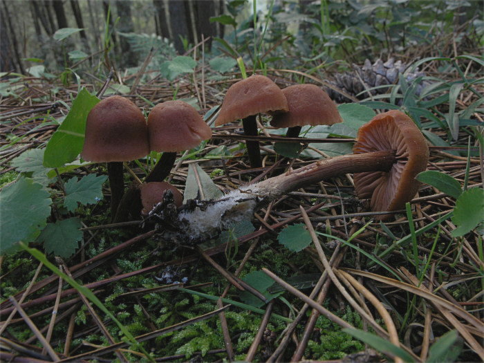 Due Laccarie (Laccaria affinis e L. macrocystidiata)